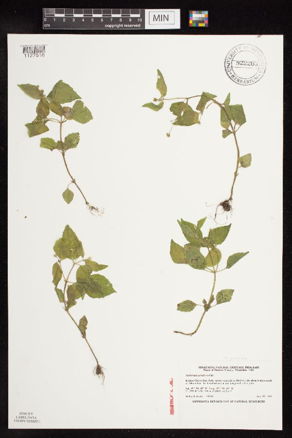 Galinsoga parviflora var. parviflora image