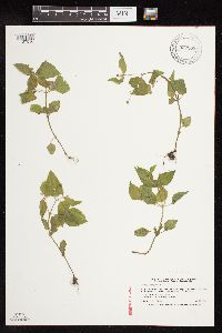 Galinsoga parviflora image