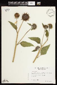 Helianthus annuus image