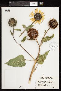 Helianthus annuus image