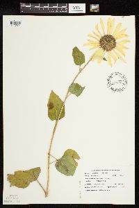 Helianthus annuus image