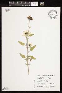 Helianthus petiolaris image