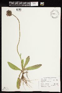 Hieracium aurantiacum image