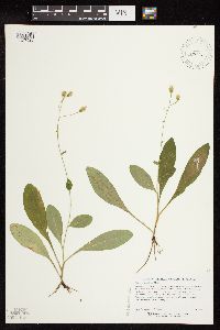 Hieracium scabrum image
