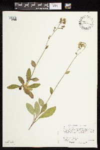 Hieracium scabrum image