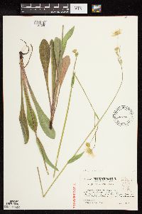 Krigia biflora image