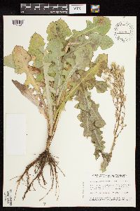 Lactuca ludoviciana image
