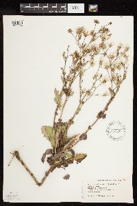 Lactuca ludoviciana image