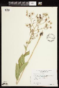 Lactuca ludoviciana image