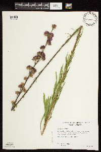 Liatris aspera image