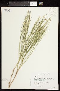 Lygodesmia juncea image