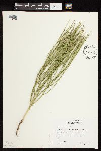 Lygodesmia juncea image