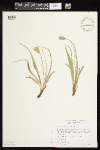 Nothocalais cuspidata image