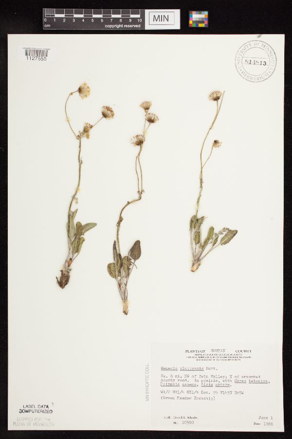 Packera plattensis image