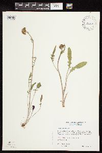 Packera plattensis image