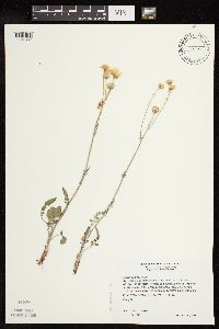 Packera plattensis image