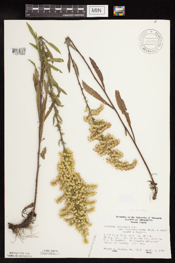Solidago nemoralis image