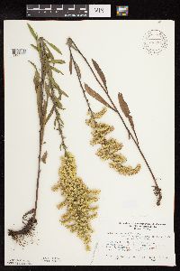 Solidago nemoralis subsp. decemflora image
