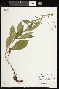 Solidago sciaphila image