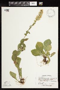 Solidago sciaphila image