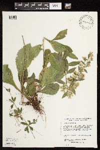Solidago sciaphila image