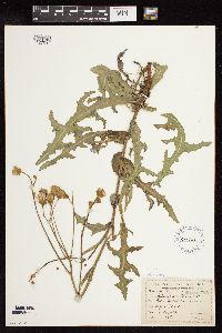 Sonchus arvensis subsp. arvensis image