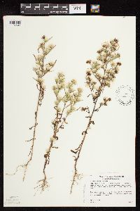 Symphyotrichum ciliatum image