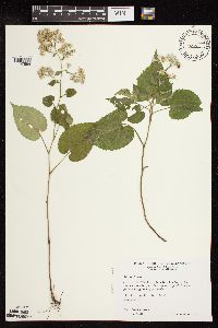 Symphyotrichum cordifolium image