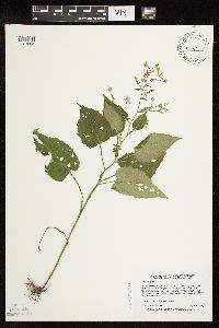 Symphyotrichum cordifolium image