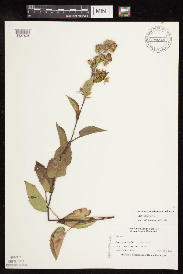 Symphyotrichum drummondii image