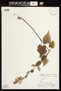 Symphyotrichum drummondii image