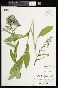 Symphyotrichum laeve image
