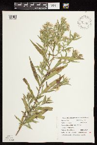 Symphyotrichum lateriflorum image