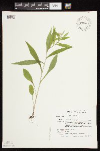 Symphyotrichum lateriflorum image