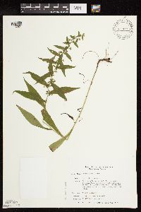 Symphyotrichum lateriflorum image