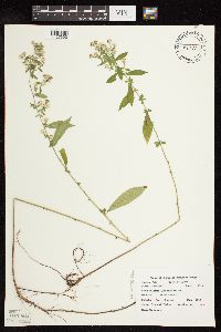 Symphyotrichum lateriflorum image