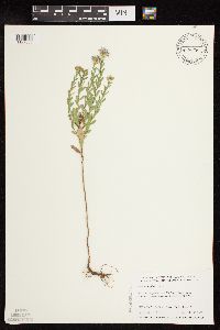 Symphyotrichum oblongifolium image