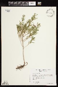 Symphyotrichum oblongifolium image