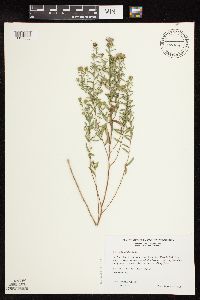 Symphyotrichum oblongifolium image