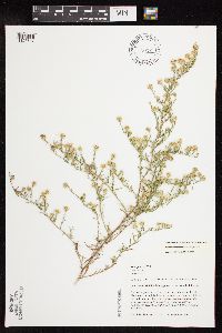 Symphyotrichum pilosum var. pilosum image