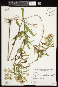 Symphyotrichum puniceum var. puniceum image