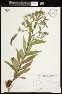 Symphyotrichum puniceum var. puniceum image