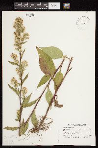 Symphyotrichum urophyllum image