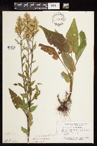 Symphyotrichum urophyllum image