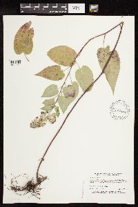 Symphyotrichum drummondii image