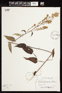 Symphyotrichum urophyllum image