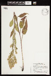 Symphyotrichum urophyllum image