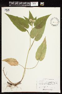 Symphyotrichum urophyllum image