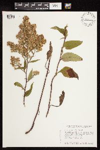 Symphyotrichum urophyllum image