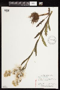 Tephroseris palustris image